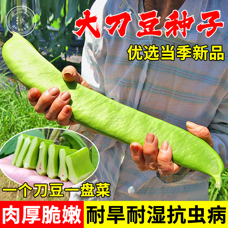 巨型豆角种子/种籽刀豆苗大粒长红/白刀豆四季盆栽蔬菜种苗种孑