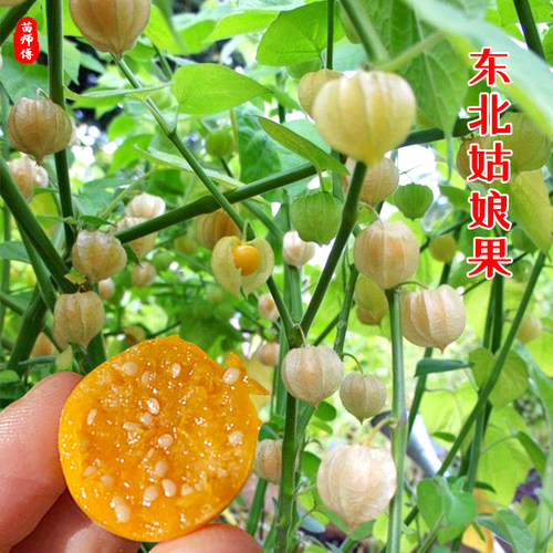 东北姑娘果种子种籽大黄菇娘苗