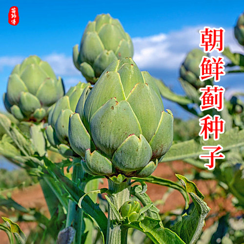 洋蓟种籽不常见的蔬菜四季