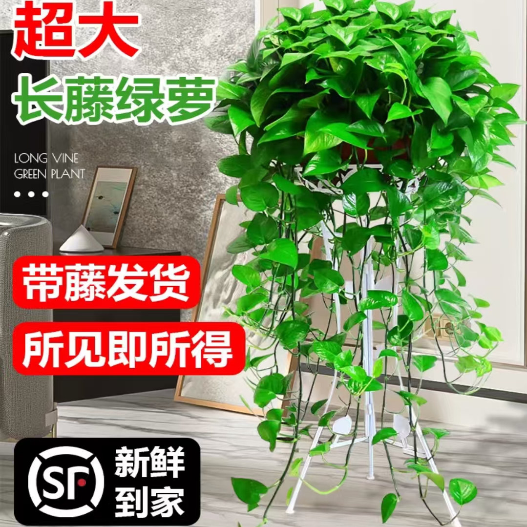 长藤绿萝盆栽室内垂吊植物大盆绿萝吸甲醛吊兰绿植花卉大型长藤款