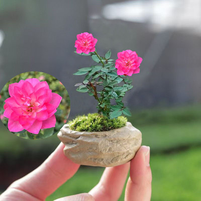 迷你月季带花苞指尖小盆栽净化空气室内桌面超微月季绿植办公趣味