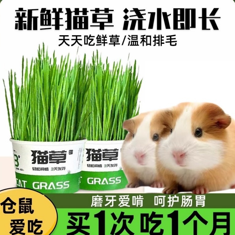 仓鼠需要的零食猫草轻松排毛化毛