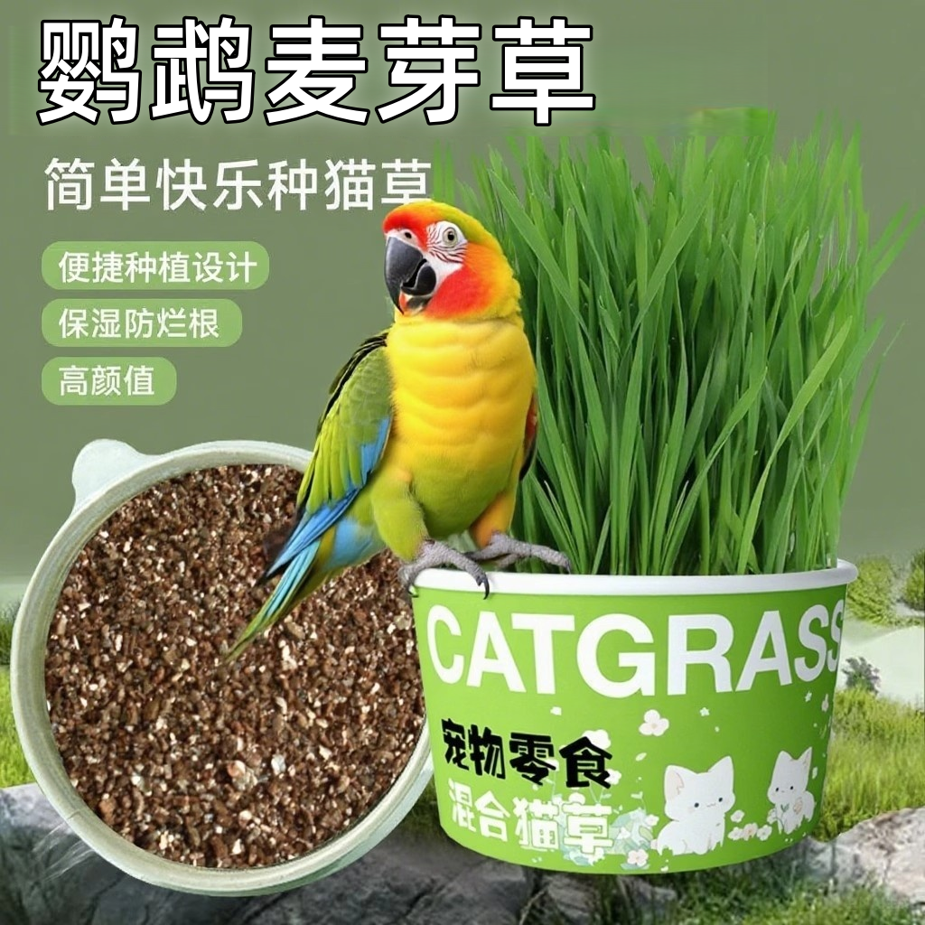 鹦鹉天然食用麦芽草鸟食鸟草