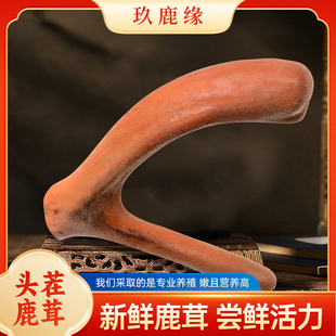 梅花鹿茸整根泡酒专用药材男滋补人参中药材带血鞭片新鲜鹿茸整枝