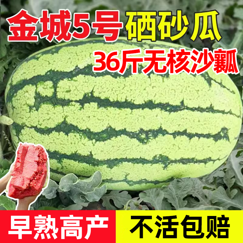 沙瓤西瓜硒砂瓜种子孑种籽苗超甜金城5号巨型特大石头西瓜籽种