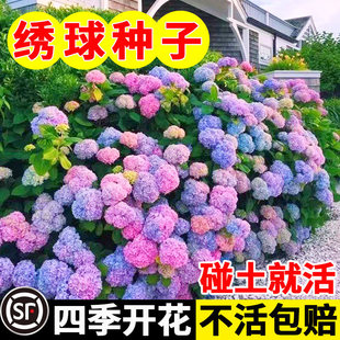 绣球花种子绣球花种籽子四季播种开花多年生花籽种植庭院易活室外