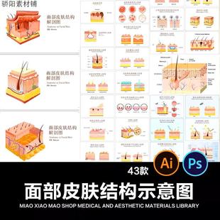 面部皮肤结构插画示意图平面设计广告宣传素材Ai/PSD源文件43款