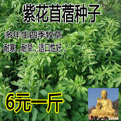 紫花苜蓿种子价格 紫花苜蓿种子图片 星期三
