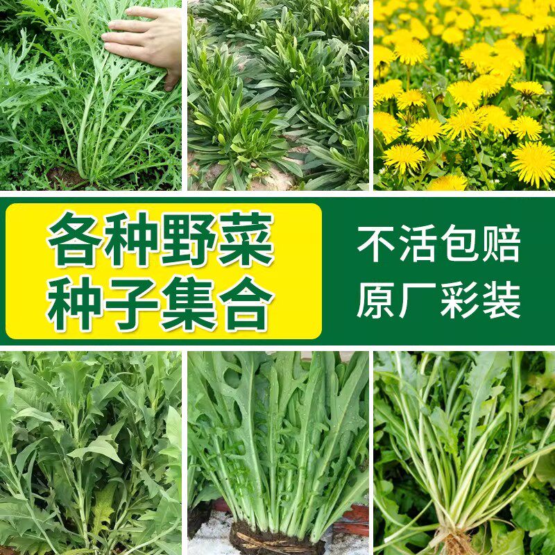 野菜种子大全蔬菜种籽阳台盆栽菜种苦麻菜菜籽四季荠菜香椿蒲公英