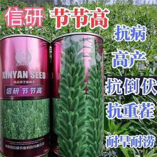 信研节节高芝麻种子 高品质高产高油黑白芝麻种子霸王鞭芝麻种籽