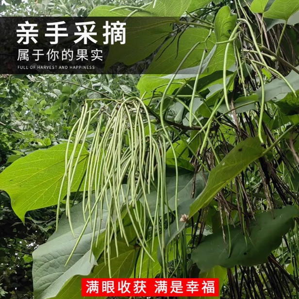 楸树梓树种子金丝楸臭梧桐黄花楸水桐楸河楸梓桐种子