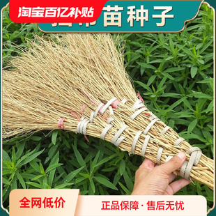 中药材地肤子种子扫帚草籽扫帚菜籽苗盆栽观赏食用蔬菜种孑地麦菜