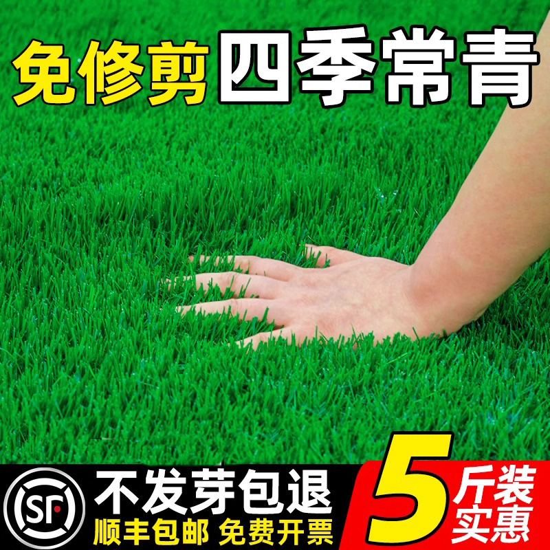 草坪草籽四季常青地毯草庭院绿化