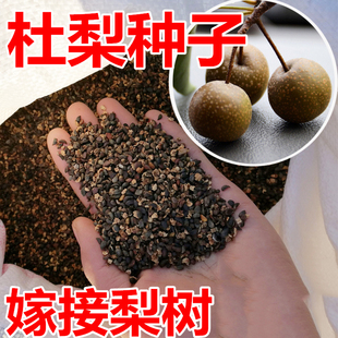 新采杜梨种子棠梨土梨种籽嫁接梨树砧木育苗发芽率好