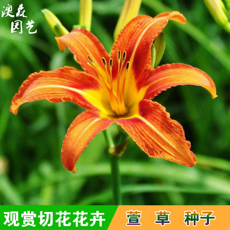 萱草种子大花萱草金娃娃金针