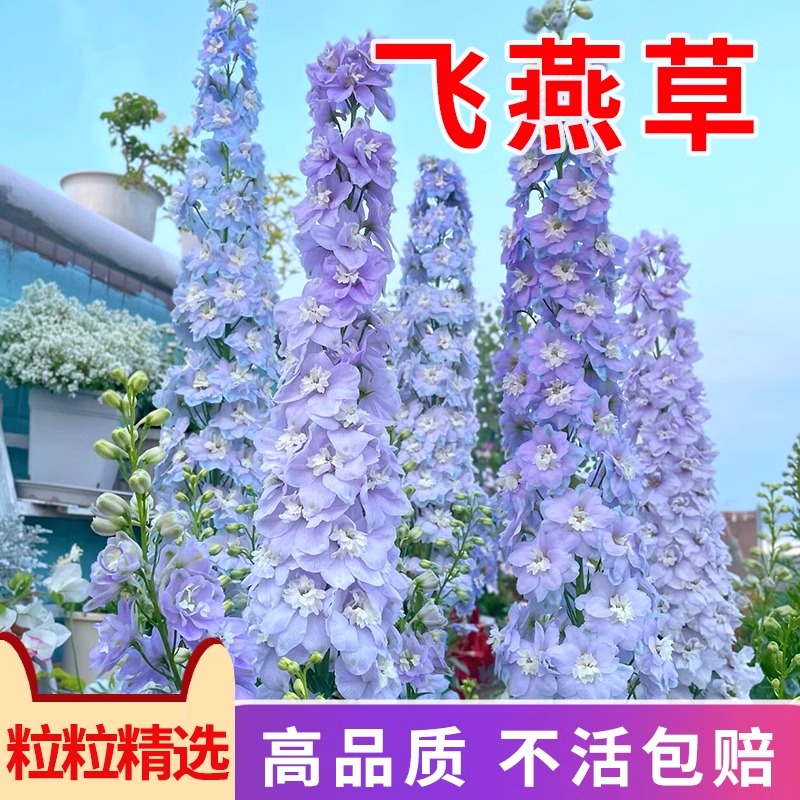 室内外蓝色系鸽子花舔嘴果