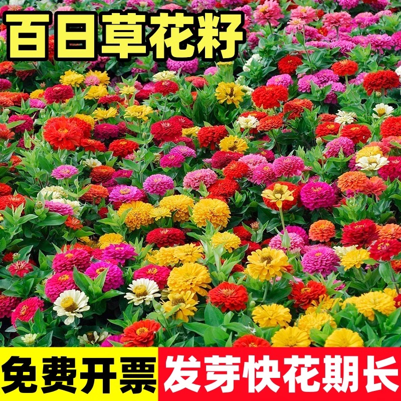 百日草花籽重瓣百日菊花种籽子矮杆易活种子庭院阳台盆栽