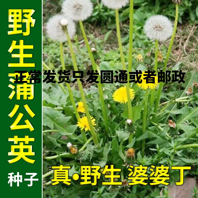 2020新品种野生蒲公英种子食用四季婆婆丁孑春秋冬季种植盆栽蔬菜