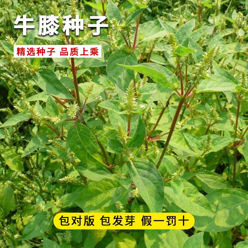 牛膝种子怀牛夕牛髁膝山苋菜对节草红川牛膝杜牛膝土牛膝四季种籽