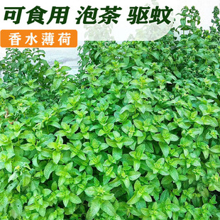 可食用薄荷种籽子室内室外盆栽留兰香柠檬猫薄荷四季 播种苗花种子