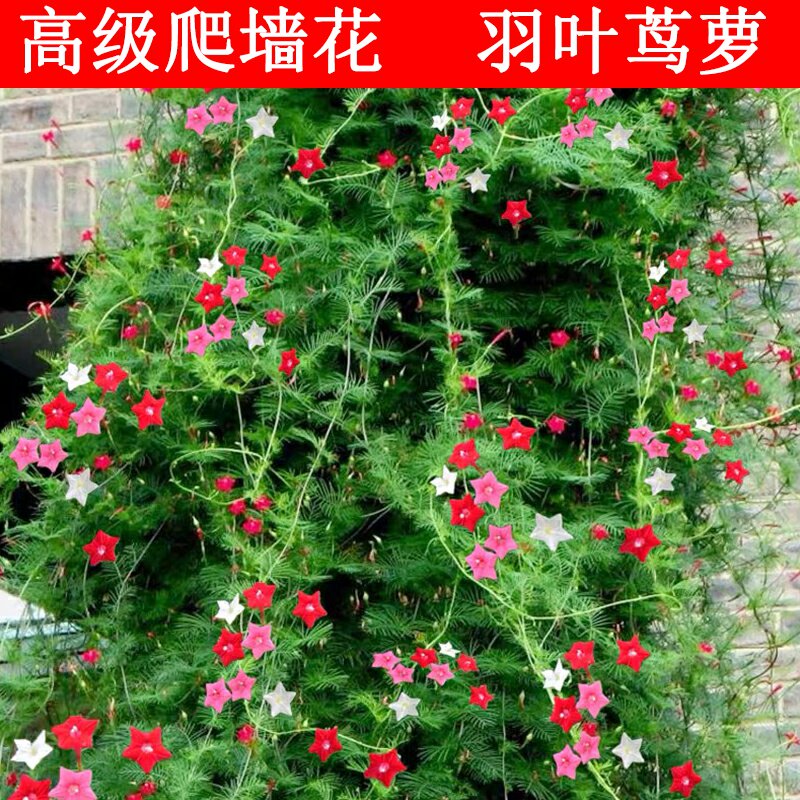 羽叶茑萝花种籽五角星花种子爬藤攀援植物庭院室内外阳台爬墙的花