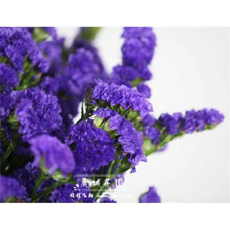 勿忘我种子】草情人草星辰花 非乾燥花四季盆栽庭院种子30粒,鲜花速递/花卉仿真/绿植园艺,家庭园艺种子,淘宝优惠券,粉丝福利购,淘宝优惠卷