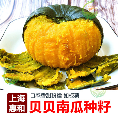 惠和一号贝南瓜种籽蔬菜大