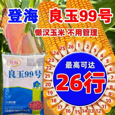 登海良玉99高产米种杂交国