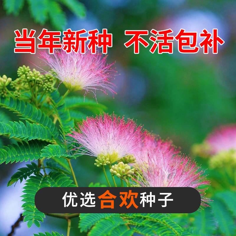 散装合欢种子银合欢种子红花合欢种籽 金合欢种子 绒花树种子包邮