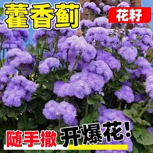 蓝色藿香蓟种子熊耳草胜红蓟血封草一枝香臭草长花期全年开花种籽