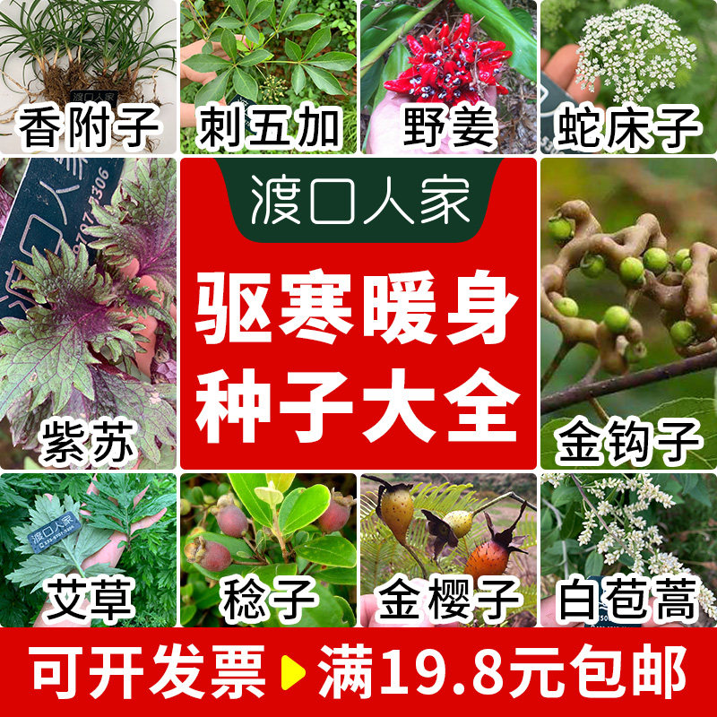 驱寒暖身药材种子香附子刺五加蛇床金钩子艾草黑芝麻阳荷白苞蒿籽