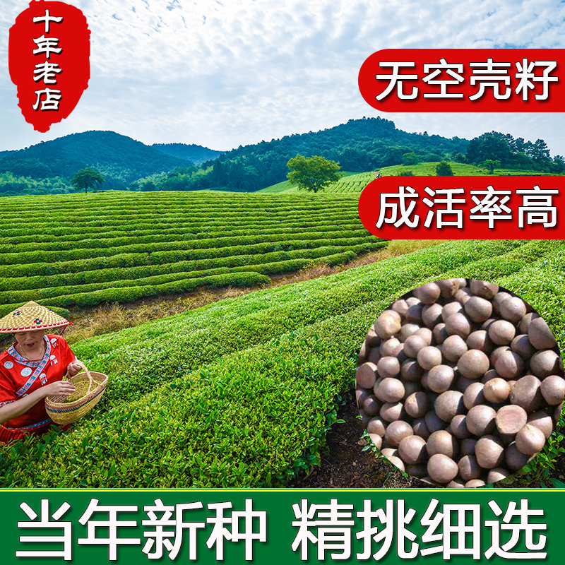 茶叶种子早春绿树籽龙井碧