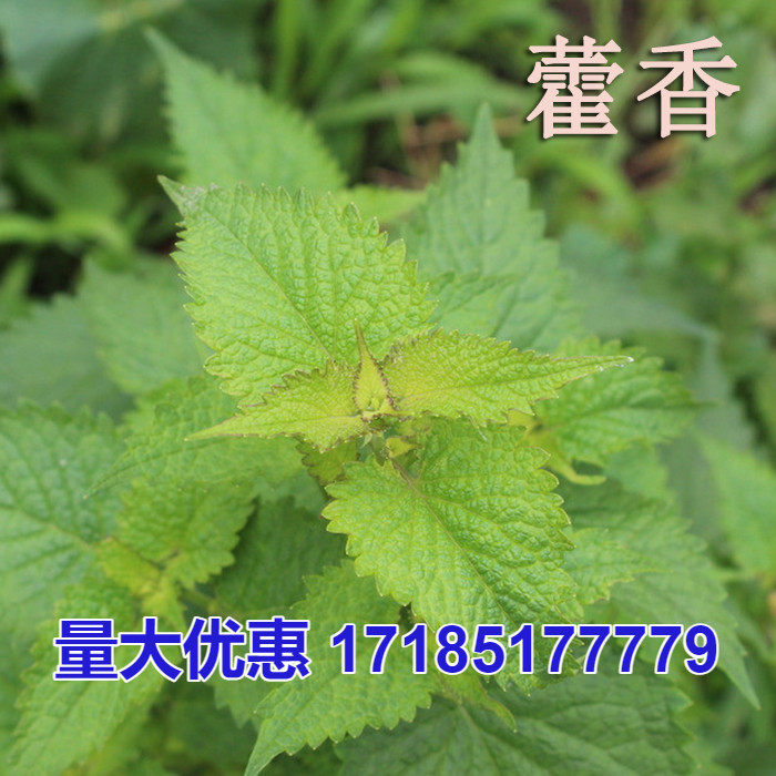 藿香种子霍香正气香草种子 五香十香大茴鱼香草 阳台盆栽蔬菜种子