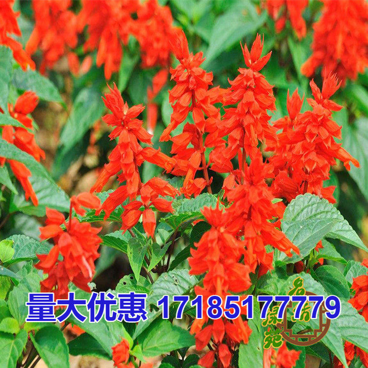 一串红种子春秋播多年生阳台庭院盆栽一串蓝花苗象牙红串串红花籽