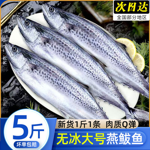 青岛新鲜冷冻特大整条燕鲅鱼