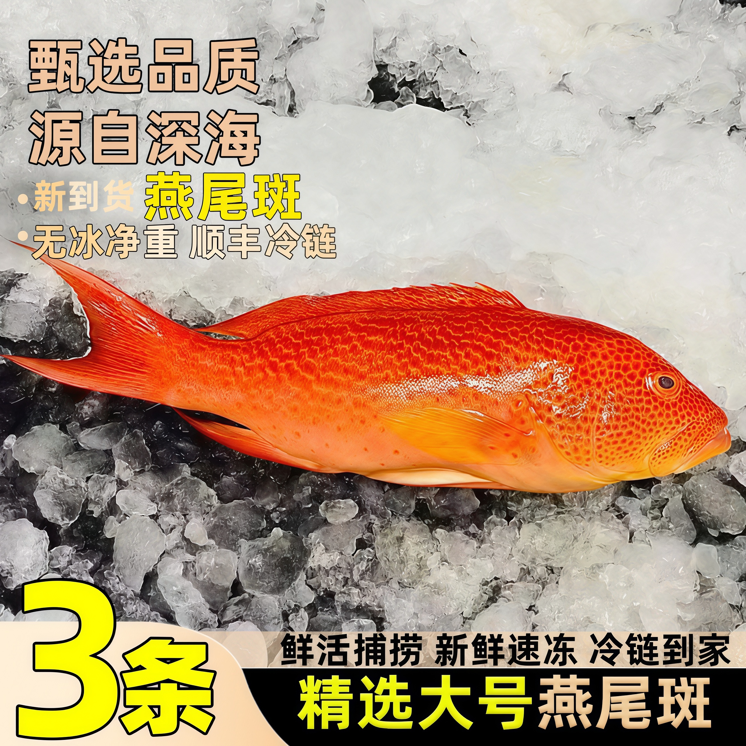 燕尾斑鱼新鲜鲜活冷冻瓜子斑鱼燕尾斑海鲜非海南西沙顺丰整箱包邮