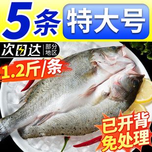 海鲈鱼新鲜冷冻开背海鲈鱼深海七星鲈鱼海鲜水产鲈鱼半成品商用