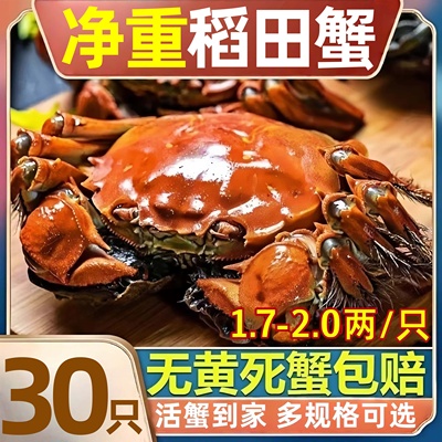 盘锦河蟹鲜活稻田蟹顶盖肥螃蟹