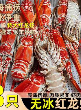 红龙虾鲜活冷冻特大速冻海虾商用