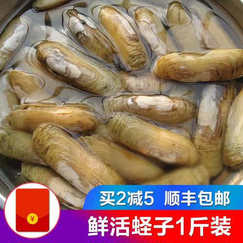 21年最新款鲜活指甲贝