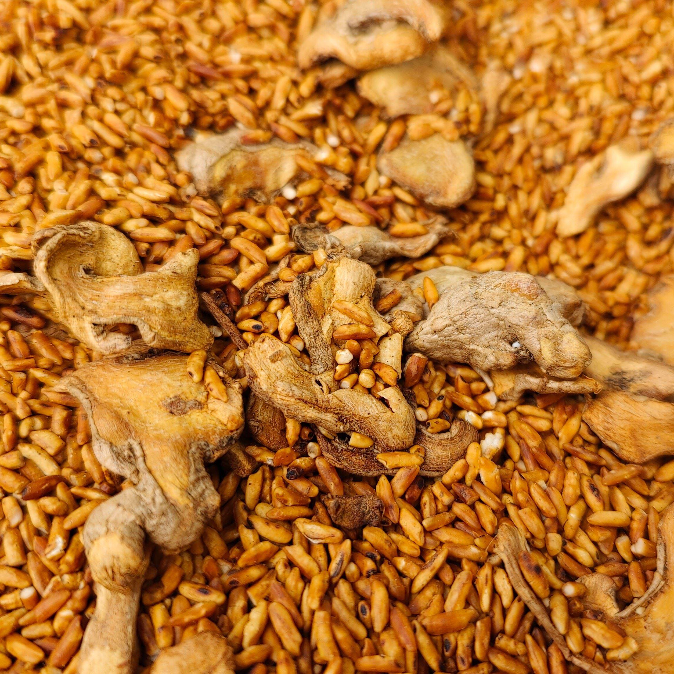 浙江特产手工姜炒米本地原生老姜月子营养餐暖胃暖身500g