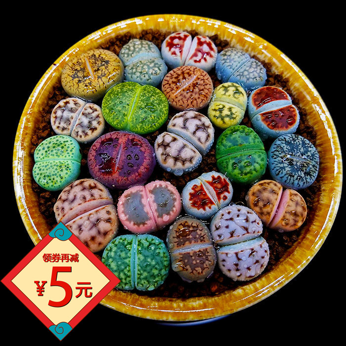 生石花多肉植物盆栽嘟嘟嘴稀有品种pp屁屁石头花肉肉屁股花大母本 兴卓雷商行