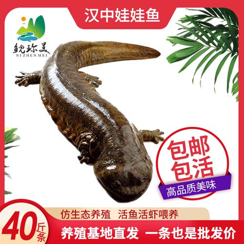 【四十斤每条】汉中生态养殖鲜活娃娃鱼食用大鲵包邮包活