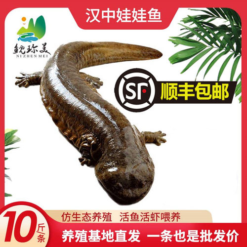 【十斤每条】顺丰汉中生态养殖鲜活娃娃鱼10斤食用大鲵包邮包活