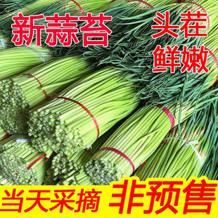 开封新鲜蒜苔红帽蒜苔应季蔬菜杞县大蒜苔中牟蒜苔嫩蒜薹新鲜蒜薹
