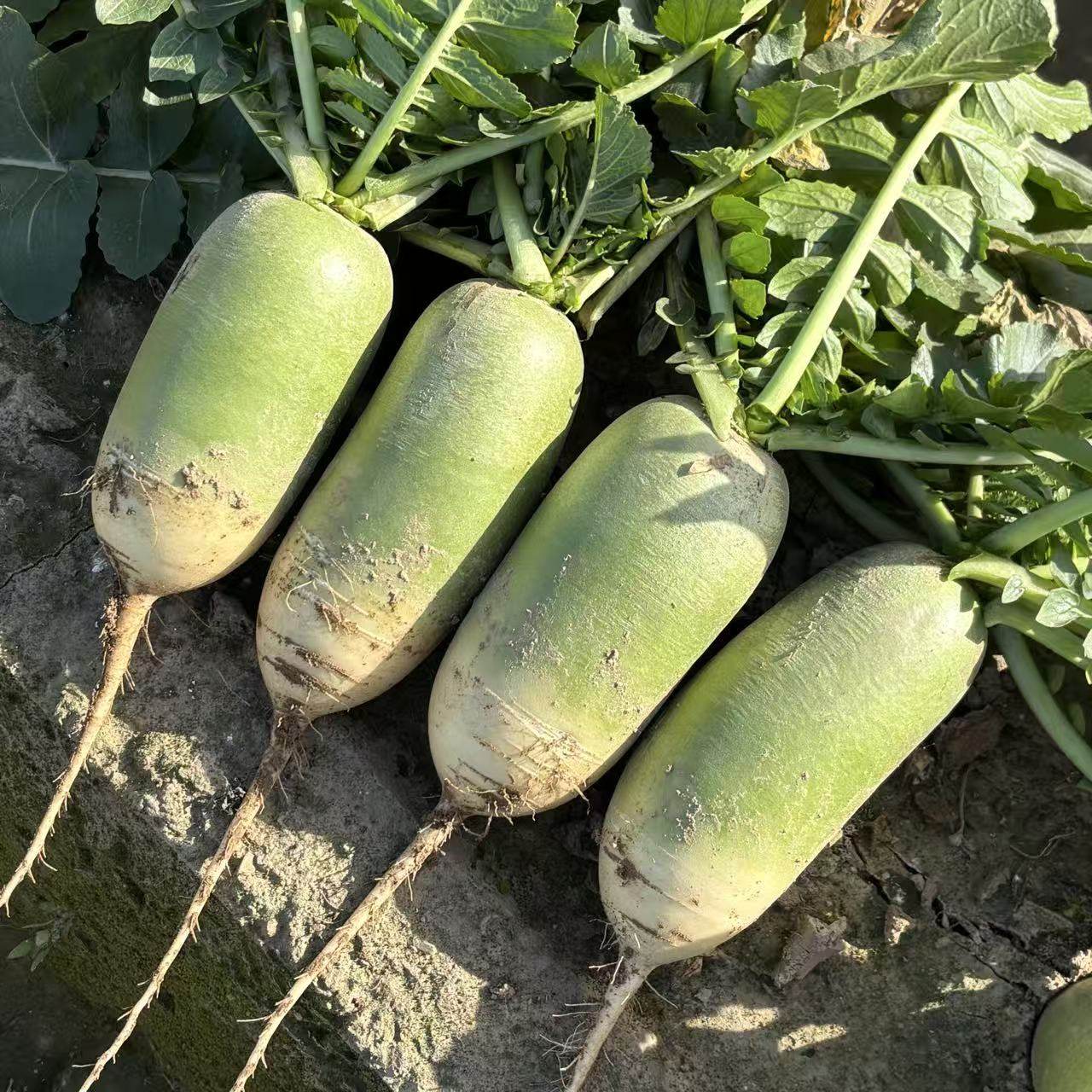 河南青萝卜新鲜萝卜辣萝卜白萝卜小萝卜头非水果萝卜应季蔬菜萝卜,水产肉类/新鲜蔬果/熟食,萝卜/胡萝卜,淘宝优惠券,粉丝福利购,淘宝优惠卷