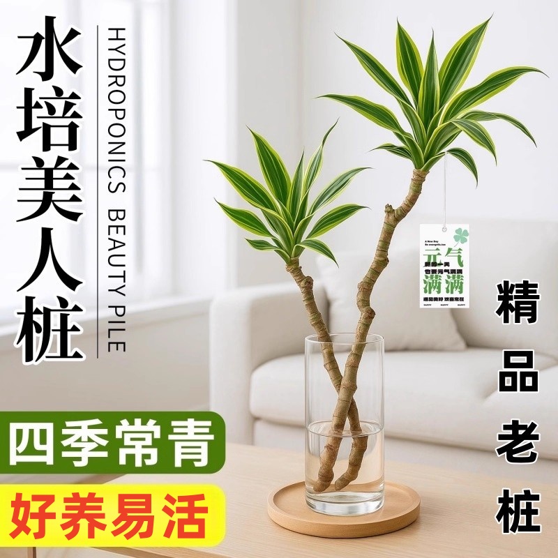 美人桩水培植物巴西木水养绿植室内盆栽好养花卉客厅桌面盆景摆件