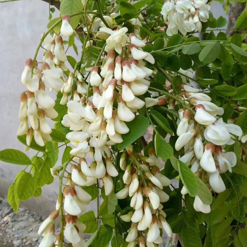 野生洋槐花新鲜花苞速冻食用野菜杨槐树花