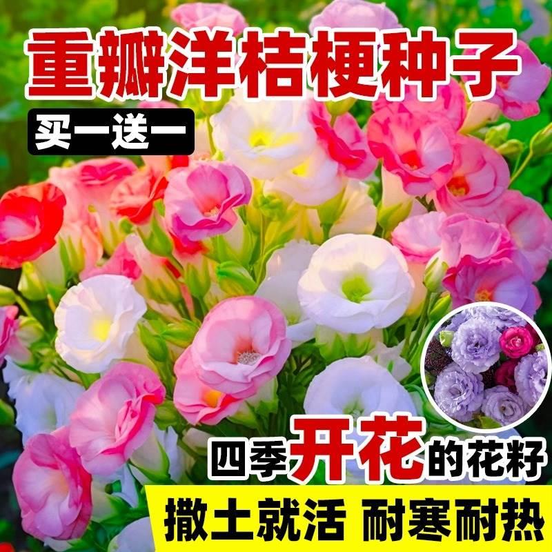 买一送一重瓣洋桔梗花种子图片