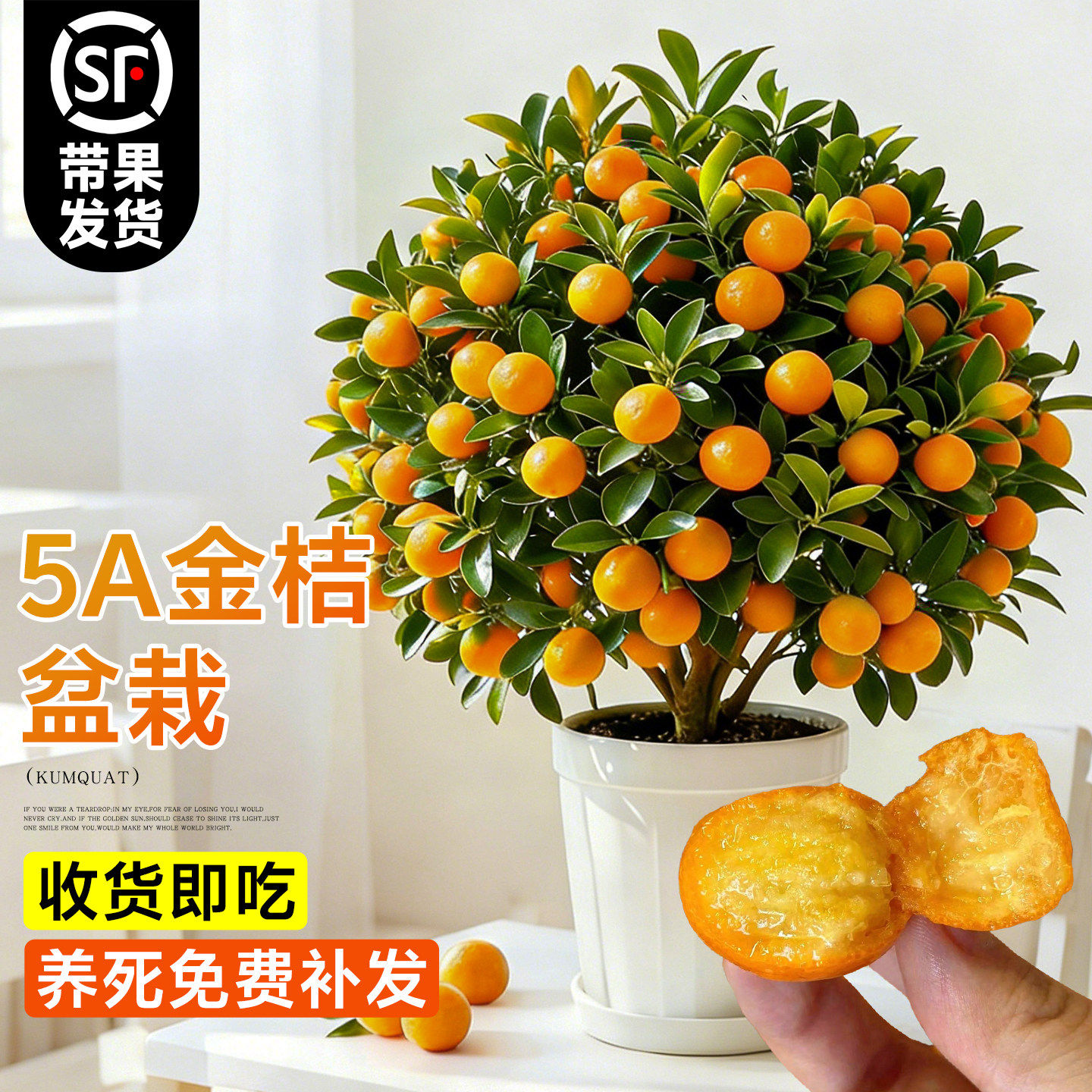 金桔树盆栽树苗年橘可食用带果脆皮四季橘子客厅室内外绿植物好养